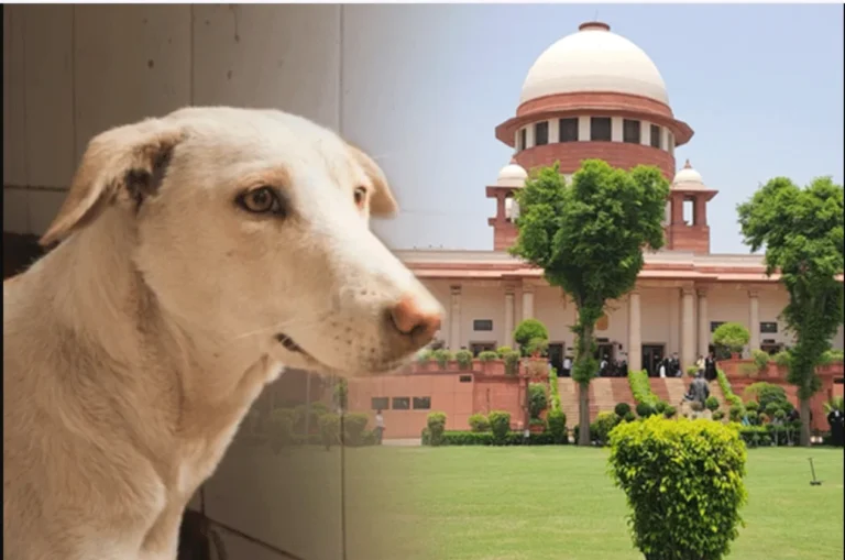 Supreme Court’s Stray Dog Removal Directive Sparks Public Outcry; CJI Says “Will Look Into It” 10 Capture.png
